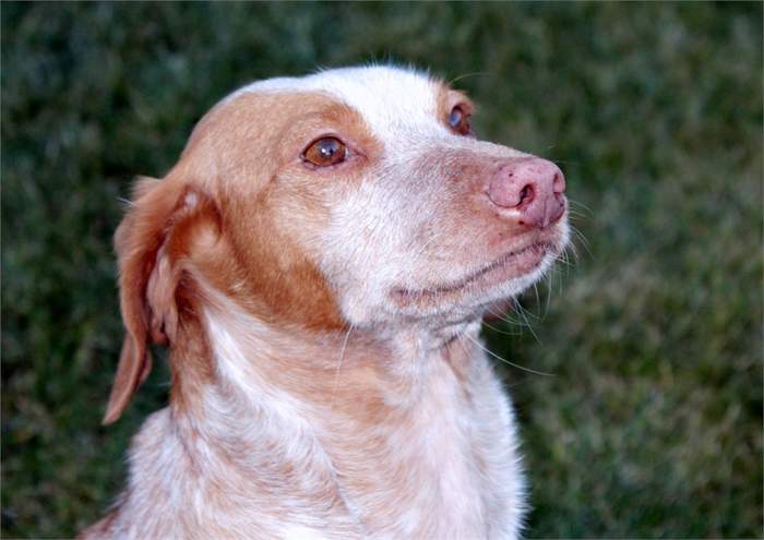 Tula