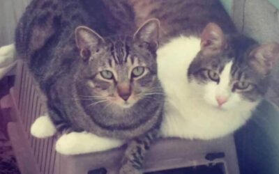 DULCE Y ROCKY