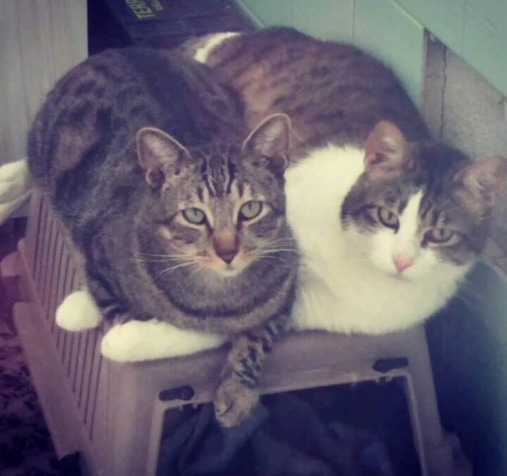 DULCE Y ROCKY