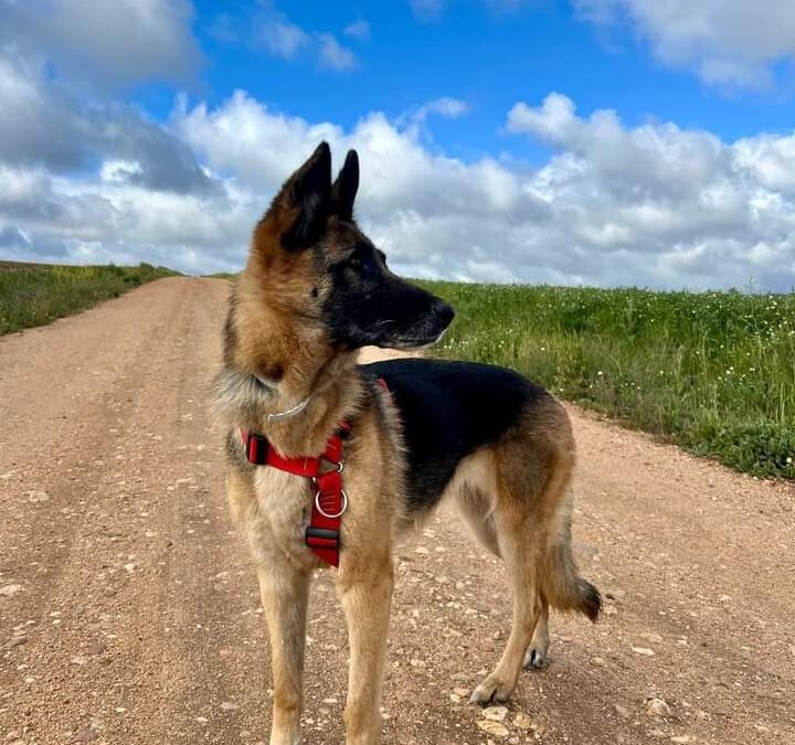 CHICA-Adoptada