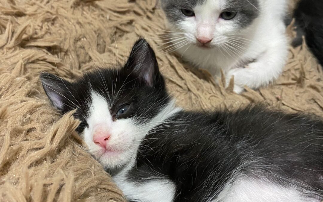CAMADA DE GATITOS