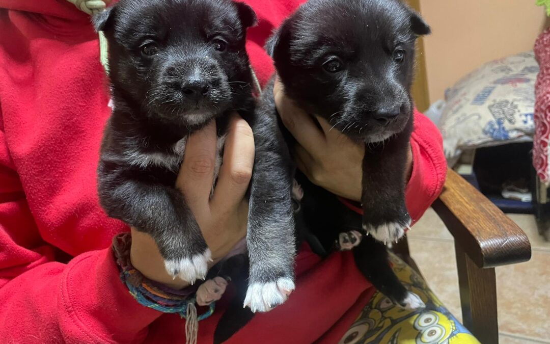 2 CACHORRITAS-RESERVADAS