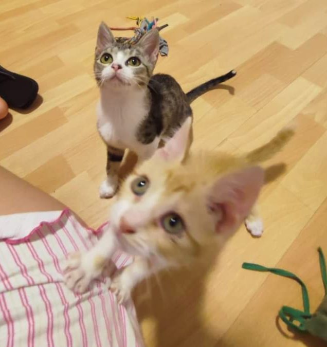 2 gatitas rescatadas de la calle- Zoe adptada