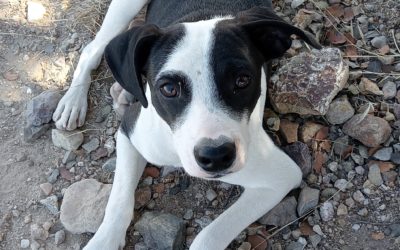 Último cachorro