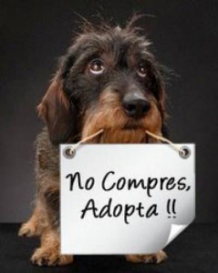 NO-COMPRES-ADOPTA-en-Cuajimalpa-de-Morelos-Mascotas-en-20121001013535