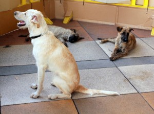 Sam y dos mastinitas, en adopción