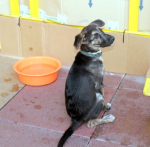 charra-mastinita en adopción